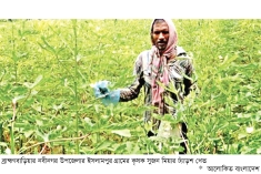নবীনগরে ঢ্যাঁড়শ চাষে লাভবান কৃষক  