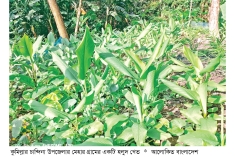 চান্দিনায় হলুদ চাষে লাভবান কৃষক  