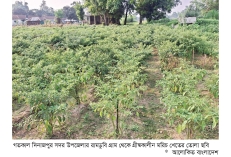 দিনাজপুরে গ্রীষ্মকালীন কাঁচা মরিচের ভালো ফলন  