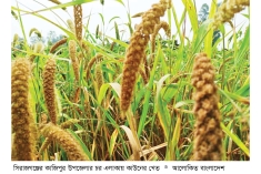 সিরাজগঞ্জে কাউন চাষাবাদে সুদিন ফিরছে  