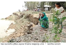 পদ্মায় ভাঙন, হুমকিতে নদীরক্ষা বাঁধ ও বসতভিটা  