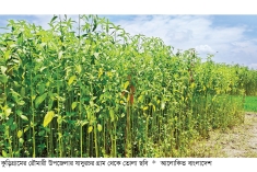 অতিবৃষ্টিতে ক্ষতিরমুখে রংপুর অঞ্চলের পাট চাষিরা  