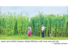 খুলনাঞ্চলে কাঁচা পাটের ৯০০ কোটি টাকার বাণিজ্যের আশা  