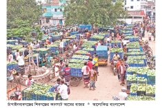 অর্থনীতিতে ভূমিকা রাখছে চাঁপাইনবাবগঞ্জের আম  