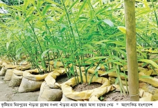 বস্তায় আদা চাষ করে স্বাবলম্বী  