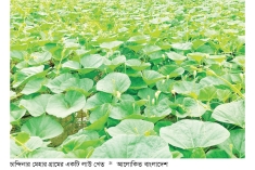 চান্দিনায় গ্রীষ্মকালীন লাউ চাষে লাভবান কৃষক   