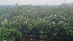 সিরাজগঞ্জে হাজারো শামুকখোল পাখির কলরবে মুখর ইউএনও কার্যালয় চত্বর