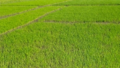 সিরাজগঞ্জে রোপা আমনের বীজতলায় সবুজের সমারোহ, গজিয়েছে চারা