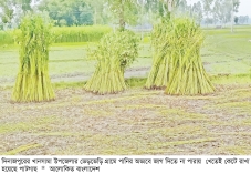 দিনাজপুরে পাটের ফলন ও জাগ নিয়ে দুশ্চিন্তা  