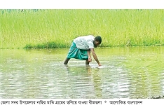 ভোলায় আমন ধানের ২২৫ হেক্টর বীজতলা প্লাবিত  