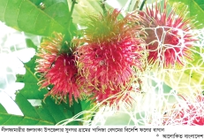 বিদেশি ফল চাষে নারী উদ্যোক্তার সাফল্য  