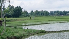 সীমান্তে অবৈধ স্থাপনা নির্মাণের চেষ্টা ব্যর্থ, সতর্ক অবস্থানে বিজিবি