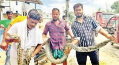 অজগর উদ্ধার  
