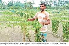 বিরলে পটোল চাষে স্বাবলম্বী কৃষক  