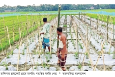 মালচিং পদ্ধতিতে সবজি চাষে লাভবান কৃষক  