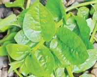 পুঁইশাক খুবই উপকারি  