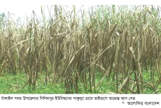 টাঙ্গাইলে ভাইরাসের আক্রমণে পচে যাচ্ছে আখ  