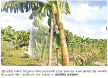 দশমিনায় উচ্চ ফলনশীল কলা চাষের বাণিজ্যিক সম্ভাবনা  