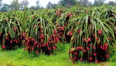 ভালো দাম ও ফলনে দিনাজপুরে বাড়ছে ড্রাগনের আবাদ