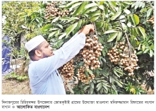 চিরিরবন্দরে বিদেশি ফল লংগান চাষে বাজিমাত  