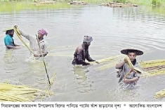 সিরাজগঞ্জে পাটের ভালো ফলনে খুশি কৃষক  