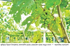 তিতাসে আঙুর চাষে সাফল্য  