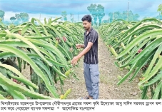 চাকরি ছেড়ে ড্রাগন চাষে স্বাবলম্বী ঝিনাইদহের আবু সাঈদ  