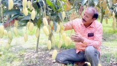 দিনাজপুরের আনছার আলীর আম যাচ্ছে বিশ্ববাজারে