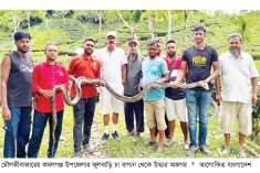 চা বাগান থেকে ১৭ ফুট লম্বা অজগর উদ্ধার  
