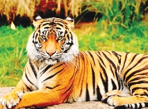 বাঘ বাঁচিয়ে পরিবেশ রক্ষা করুন  