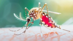 ৭ মাসে ডেঙ্গুতে মৃত্যু অর্ধশত, বাড়ছে আতঙ্ক