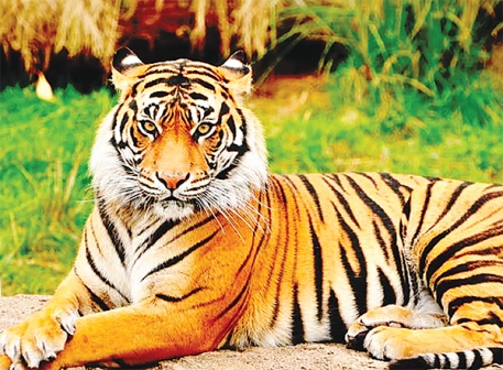 বাঘ বাঁচিয়ে পরিবেশ রক্ষা করুন  
