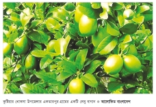 কুষ্টিয়ায় লেবু চাষ করে লাভবান কৃষক 