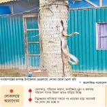 জলাবদ্ধতায় বদলেছে সাপের বিচরণ পথ  
