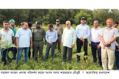 উখিয়া ও টেকনাফে লাগানো হচ্ছে সাড়ে ২৭ লাখ গাছ  