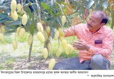 আনছার আলীর আম যাচ্ছে বিশ্ববাজারে  