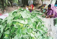 পান বাছাই চলছে  