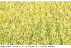 চান্দিনার মাঠে মাঠে আউশ ধানের সোনালি হাসি  