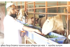 কুষ্টিয়ায় বাণিজ্যিকভাবে গড়ে উঠেছে দুম্বার খামার  