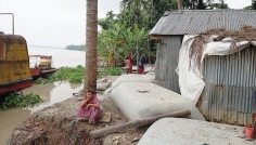 নদীভাঙনে ঘর হারিয়ে গাছতলায় দিন কাটে হেলেনা বেগমের