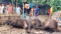 বৈদ্যুতিক তার ছিঁড়ে ৩ গাভীর মৃত্যু, ক্ষতি সাড়ে ৬ লাখ টাকা