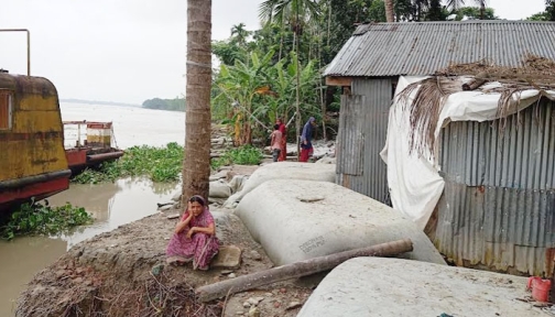 নদীভাঙনে ঘর হারিয়ে গাছতলায় দিন কাটে হেলেনা বেগমের