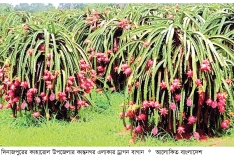 দিনাজপুরে ড্রাগন চাষে মিলছে সফলতা  