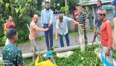 পাবনার ভাঙ্গুড়ায় শুরু হলো ৫ কিলোমিটার সড়কে বৃক্ষরোপণ
