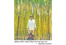 আখ চাষে বদলাচ্ছে কৃষকের ভাগ্য  