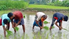 দফায় দফায় বর্ষণেও সিরাজগঞ্জে পুরোদমে চলছে রোপা আমন চাষ