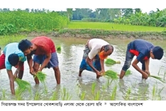সিরাজগঞ্জে আমনের চারা রোপণে ব্যস্ত কৃষক  