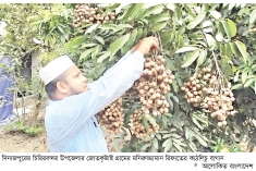 দিনাজপুরে কাঠলিচুর বাণিজ্যিক চাষ  