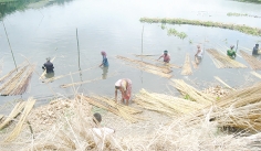 পাটের আঁশ ছাড়ানো নিয়ে ব্যস্ত কৃষক  