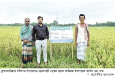 নবীনগরে আউশ আবাদে ঝুঁকছেন কৃষক  
